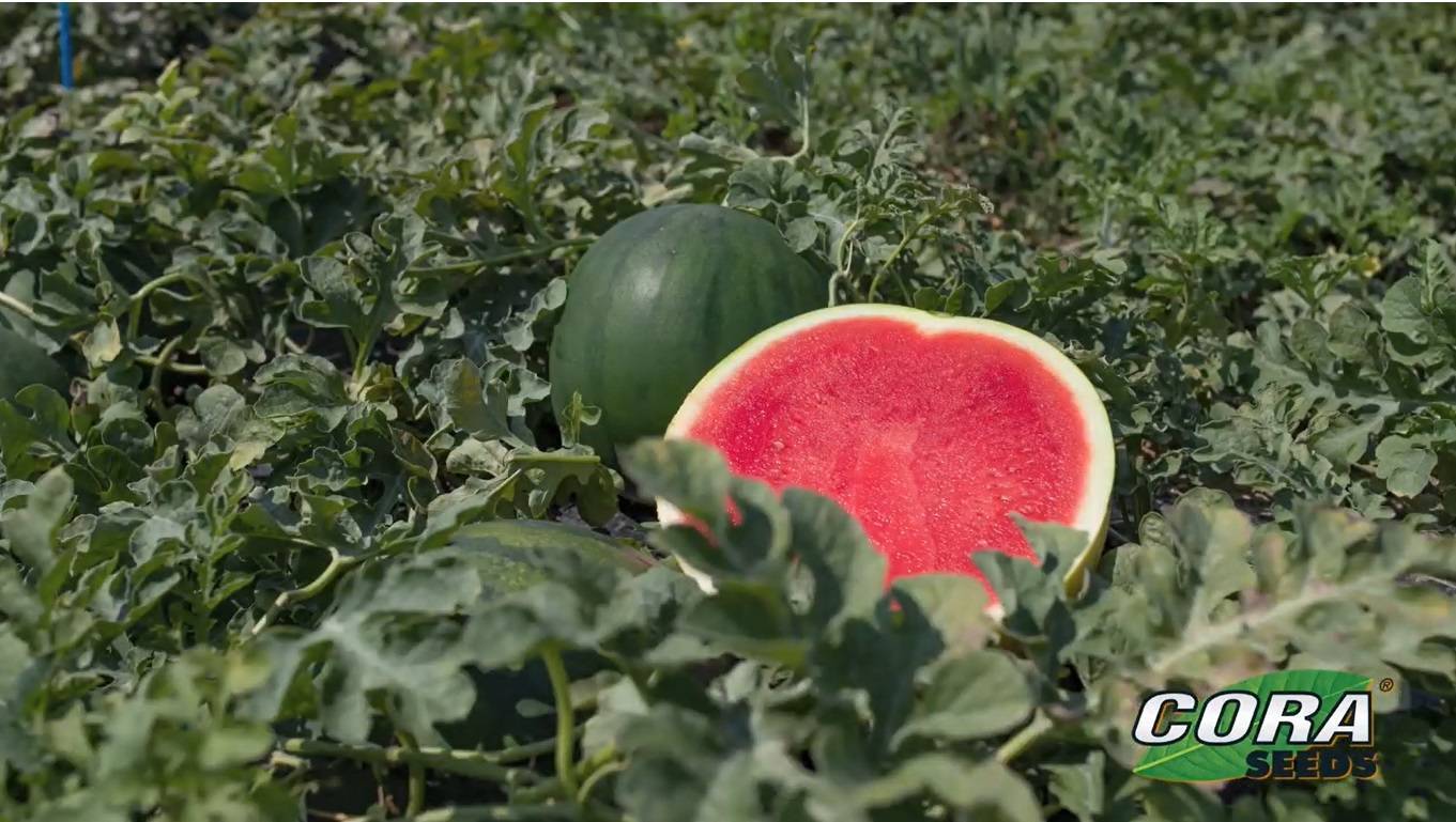 cora seeds sandia portada|cora seeds|tomate cora seeds|hinojo cora seeds|cebolla cora seeds|cora seeds sandía|cora seeds catalogo